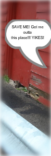 DSC00318-1.jpg